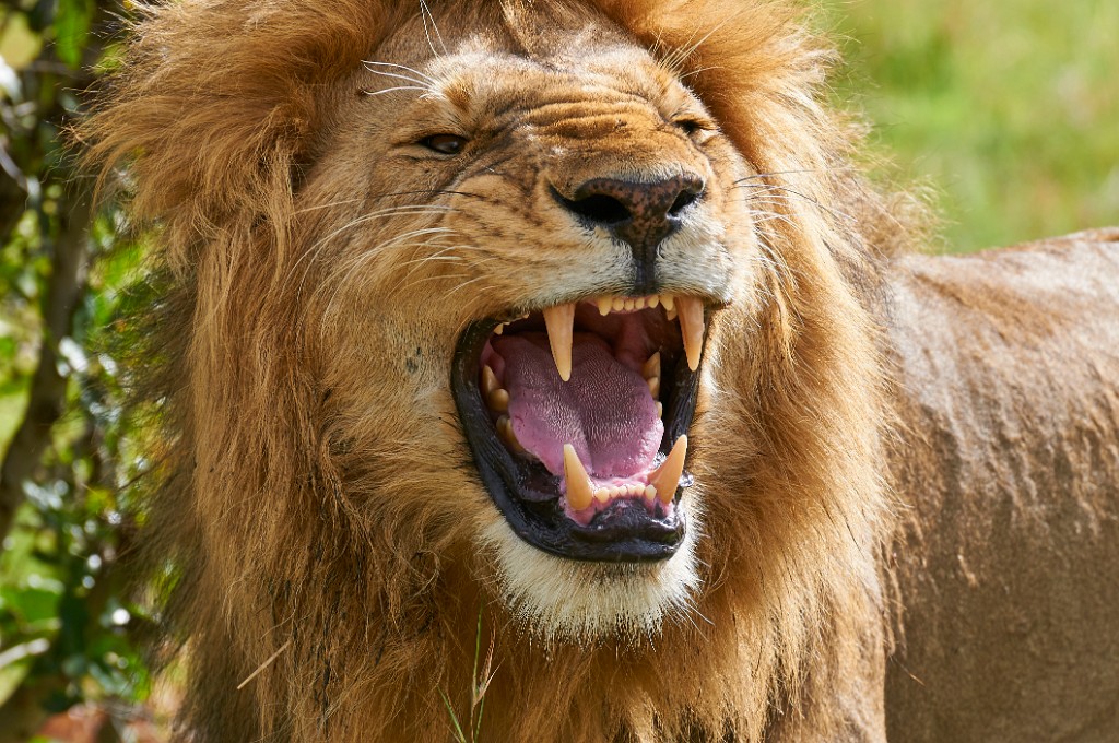 Yawn or Roar